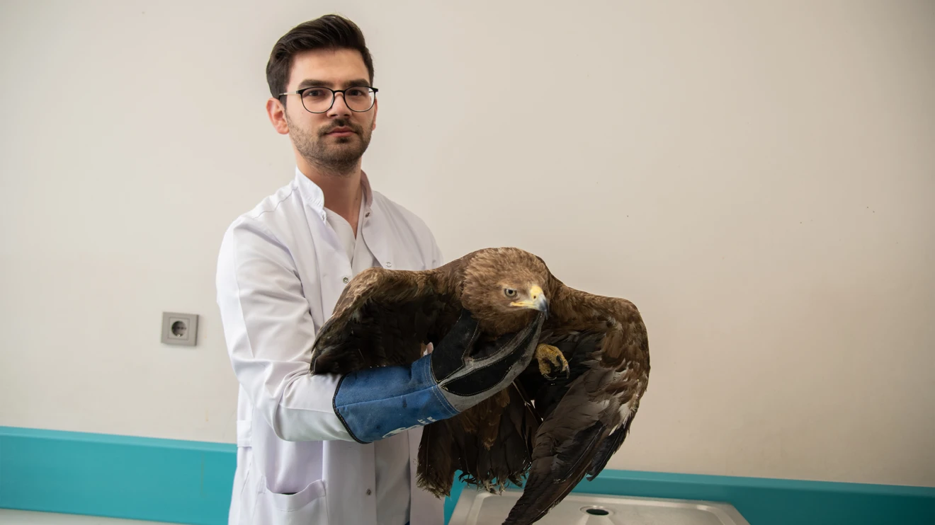 Yaralı kaya kartalı, Selçuk Üniversitesinde tedavi ediliyor